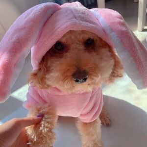 Adorable Pink Bunny Dog Costume L